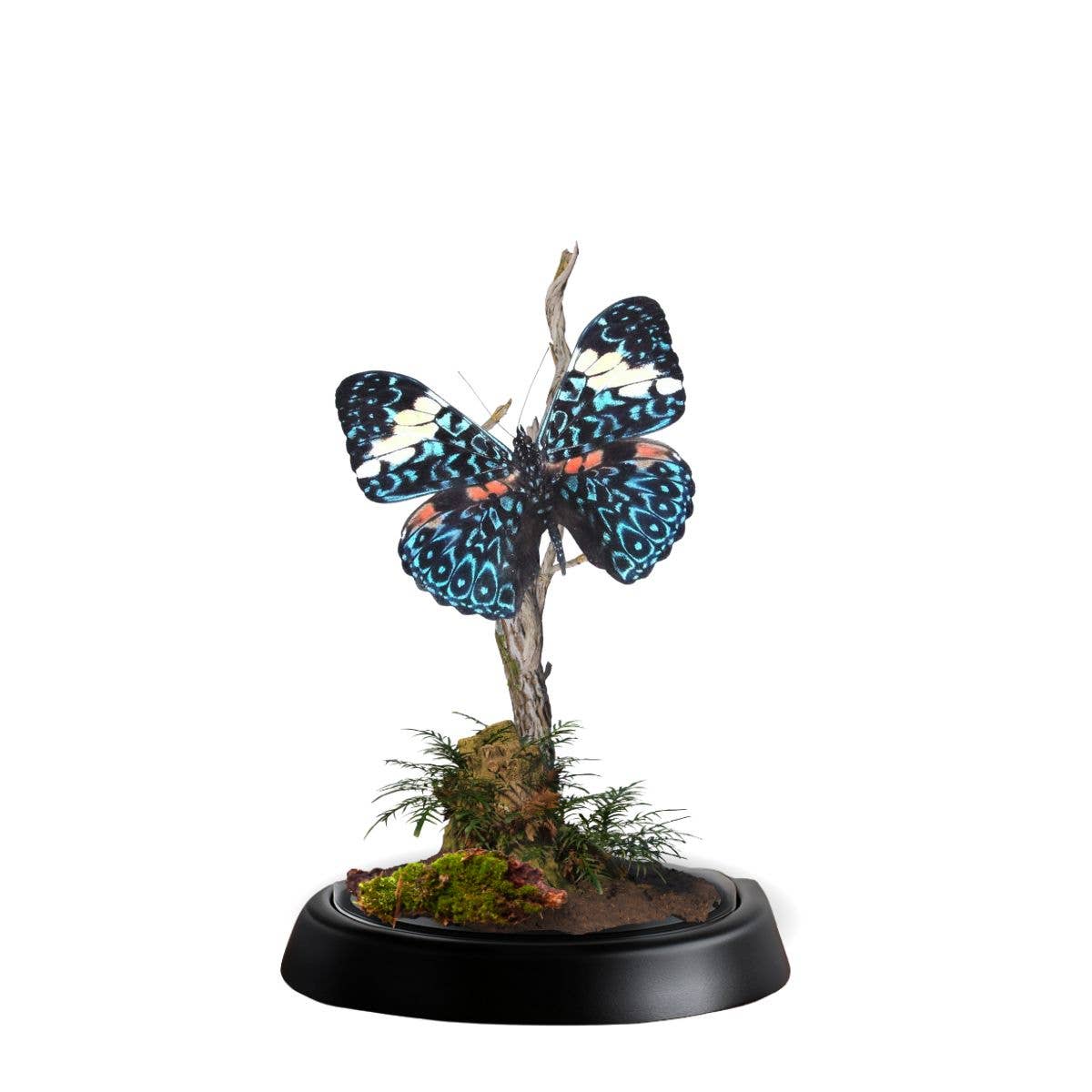 Butterfly Diorama -6X4 Inch Dome Diorama - Hamadryas