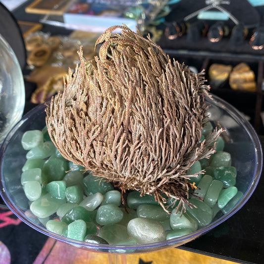 Rose of Jericho kit - The Resurrection Plant