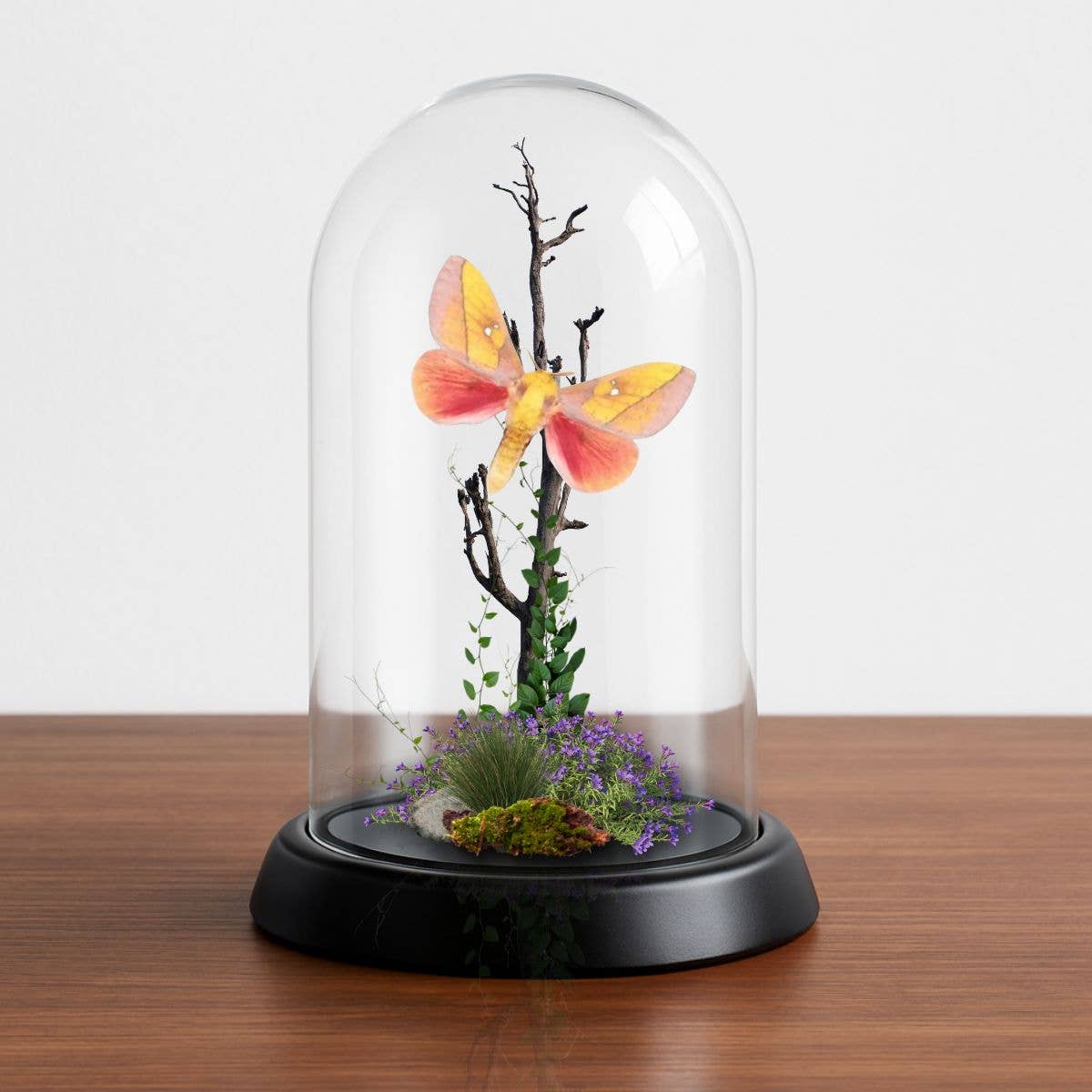 REAL - Moth Diorama -6X4 Inch Dome Diorama - West Rosy Maple