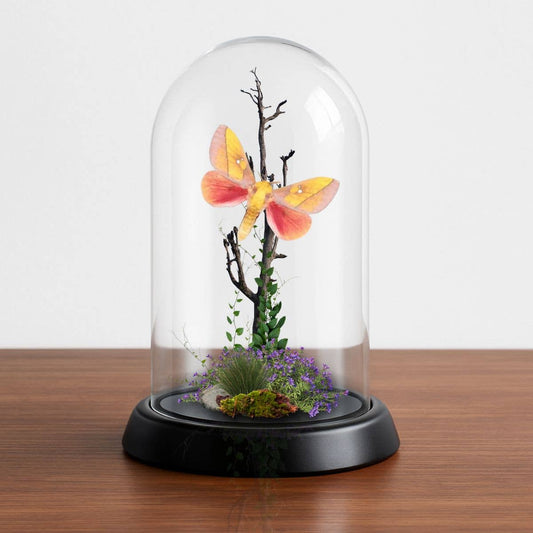 REAL - Moth Diorama -6X4 Inch Dome Diorama - West Rosy Maple