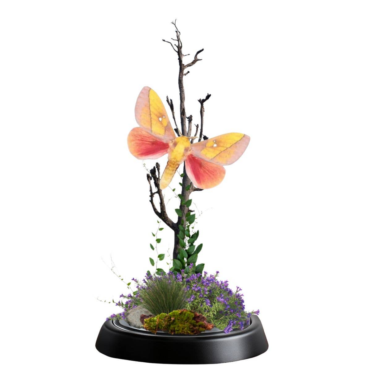 REAL - Moth Diorama -6X4 Inch Dome Diorama - West Rosy Maple