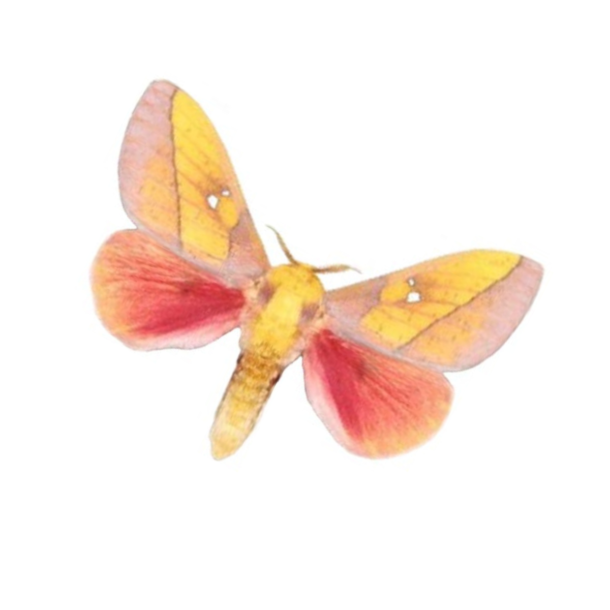 REAL - Moth Diorama -6X4 Inch Dome Diorama - West Rosy Maple