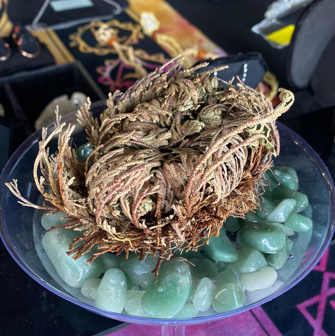 Rose of Jericho kit - The Resurrection Plant