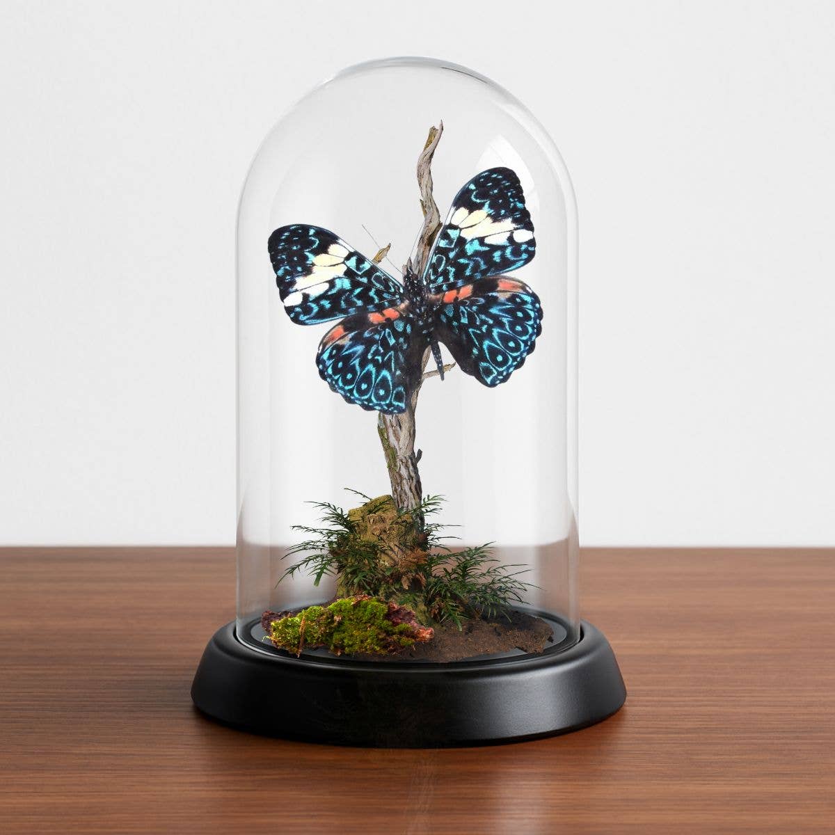 Butterfly Diorama -6X4 Inch Dome Diorama - Hamadryas