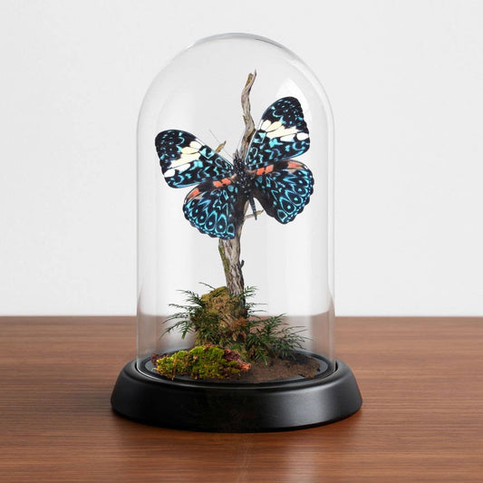Butterfly Diorama -6X4 Inch Dome Diorama - Hamadryas