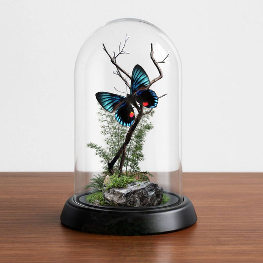 REAL - Moth Diorama -6X4 Inch Dome Diorama - Necyria duellon